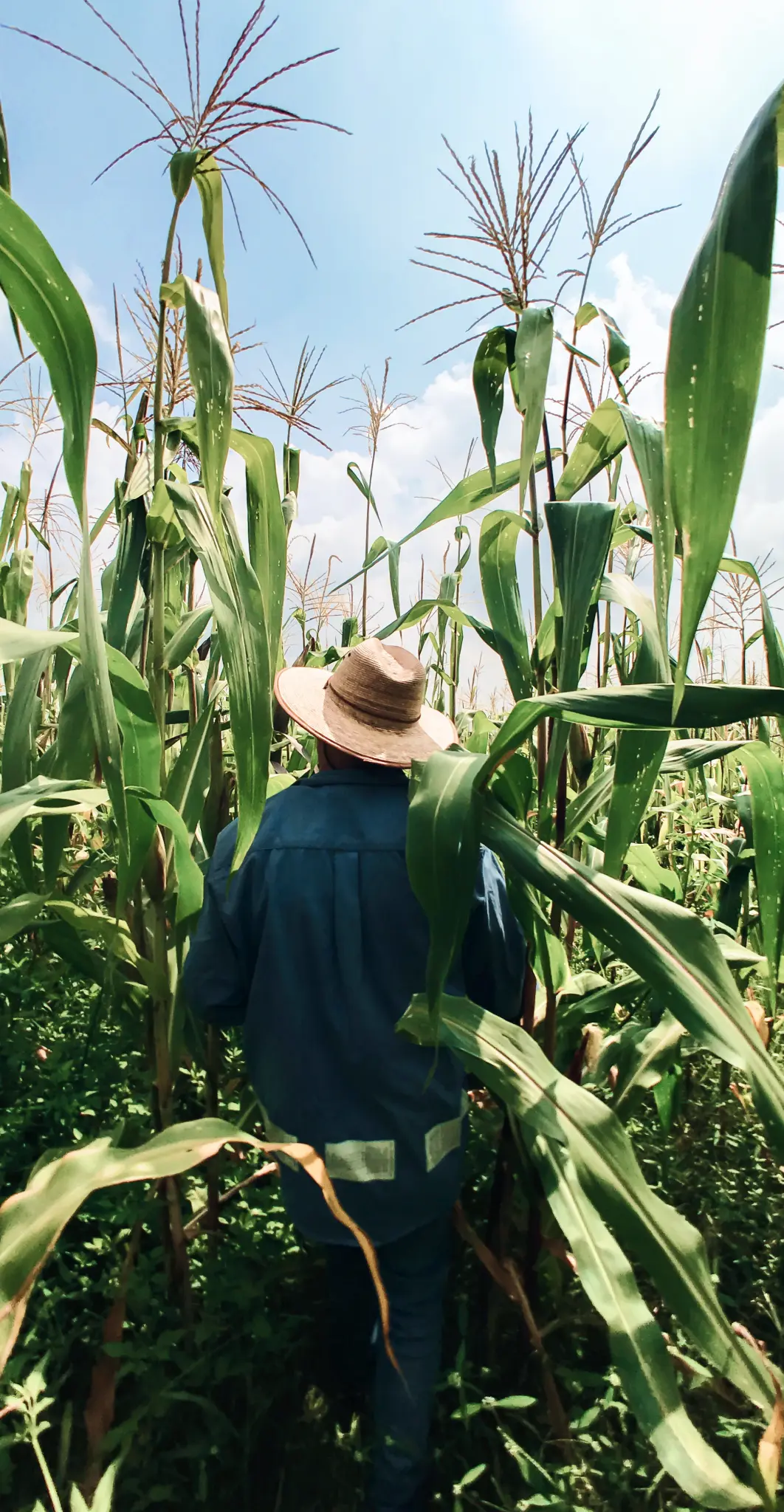 Hombre en el Campo