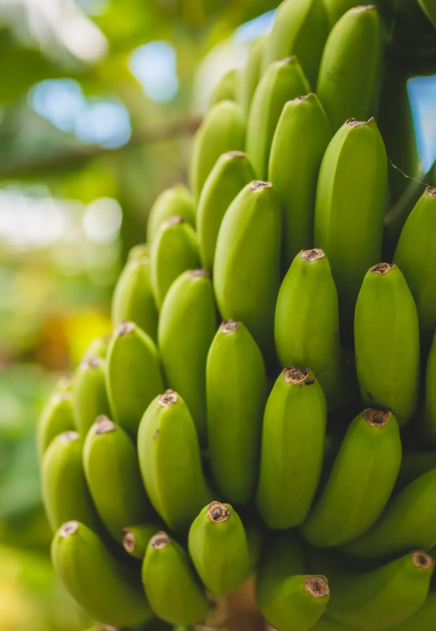 Promoción de Agroquímicos Repetido