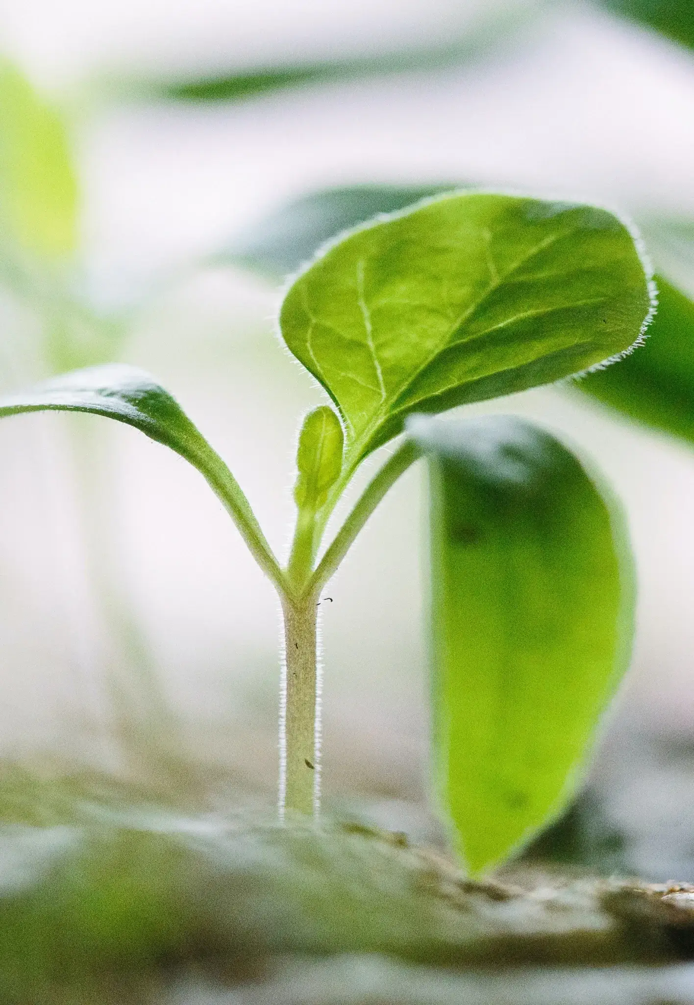 Registro de Pesticidas