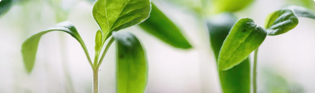 Registro de Pesticidas